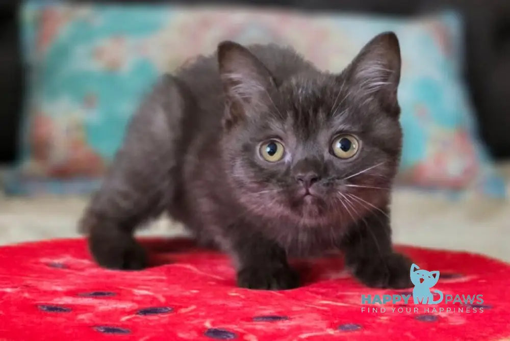 Balu Scottish Straight male chocolate live animals
