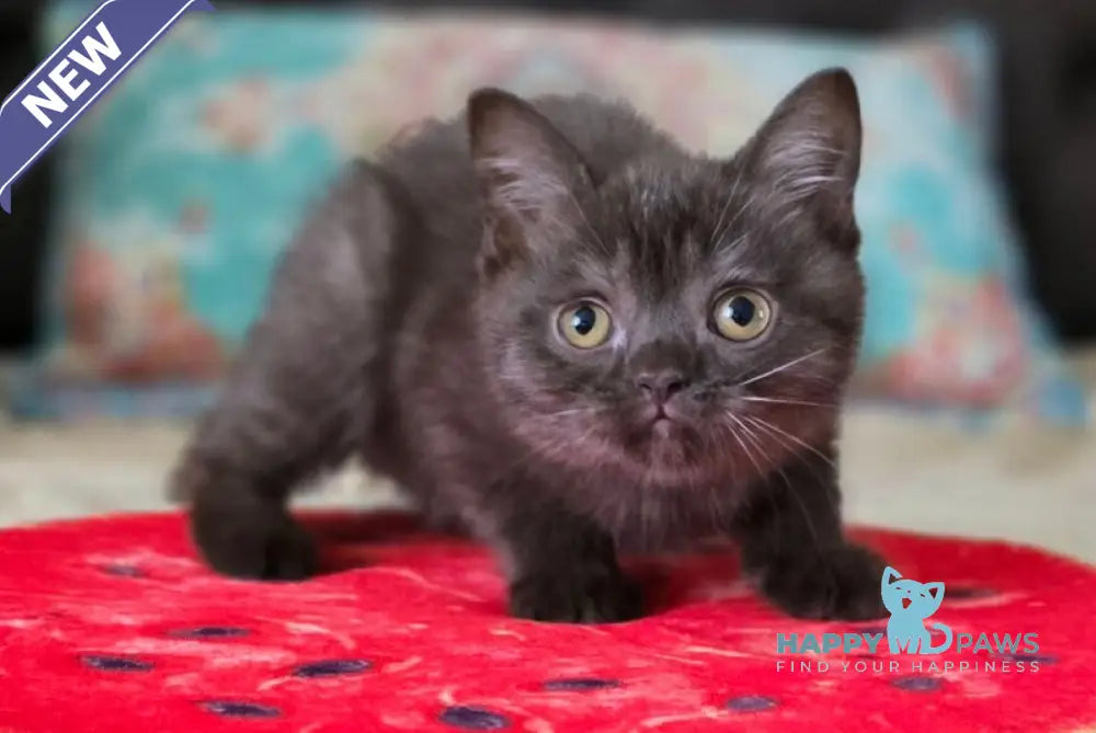 Balu Scottish Straight male chocolate live animals