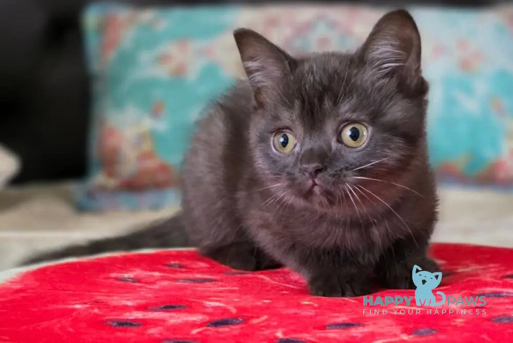 Balu Scottish Straight male chocolate live animals