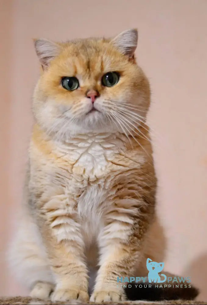 Baly British Shorthair male black golden spotted tabby live animals