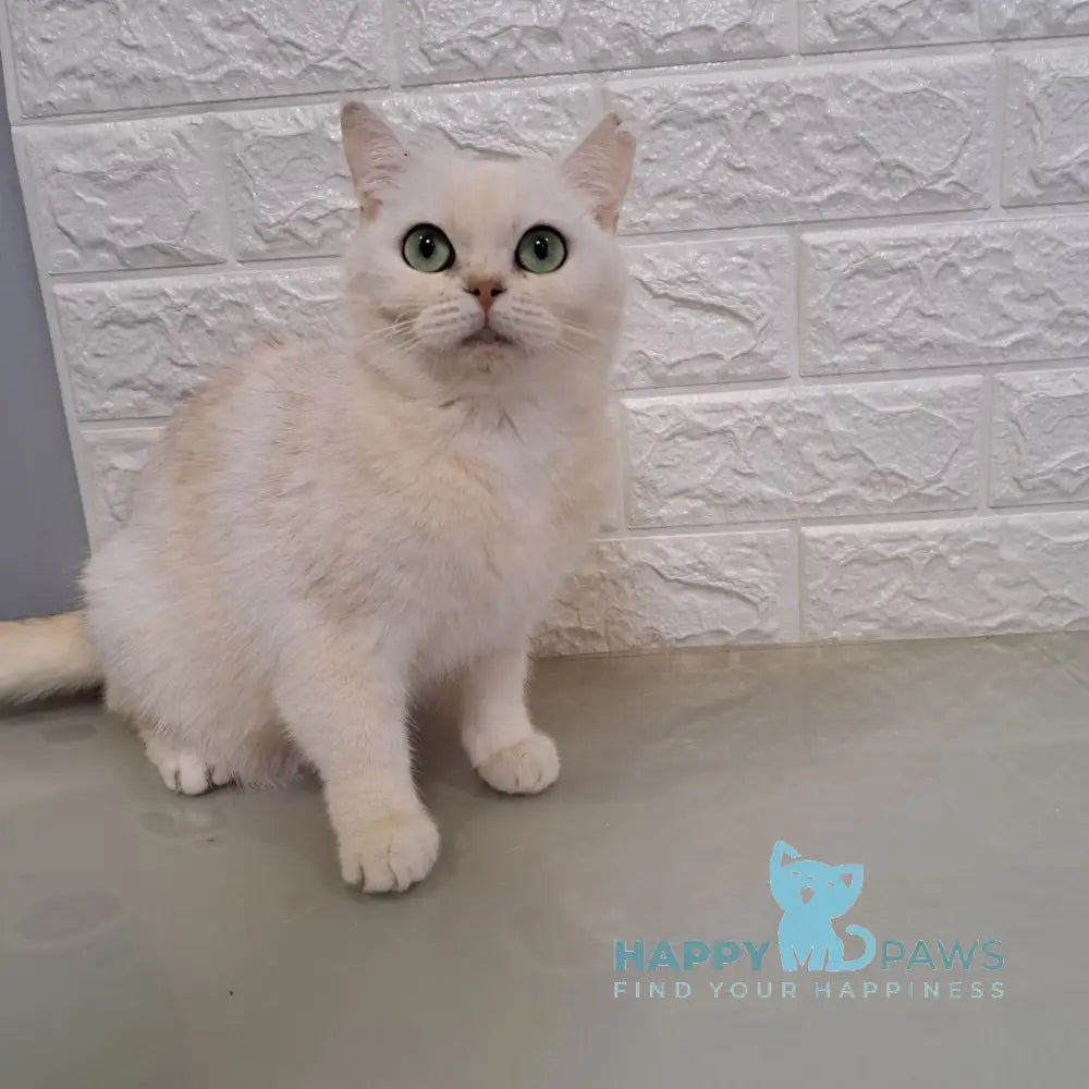 Baly British Shorthair male black golden spotted tabby live animals