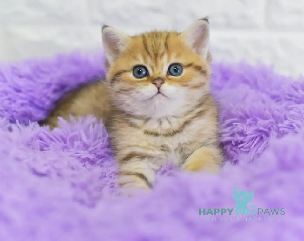 Baly British Shorthair male black golden spotted tabby live animals