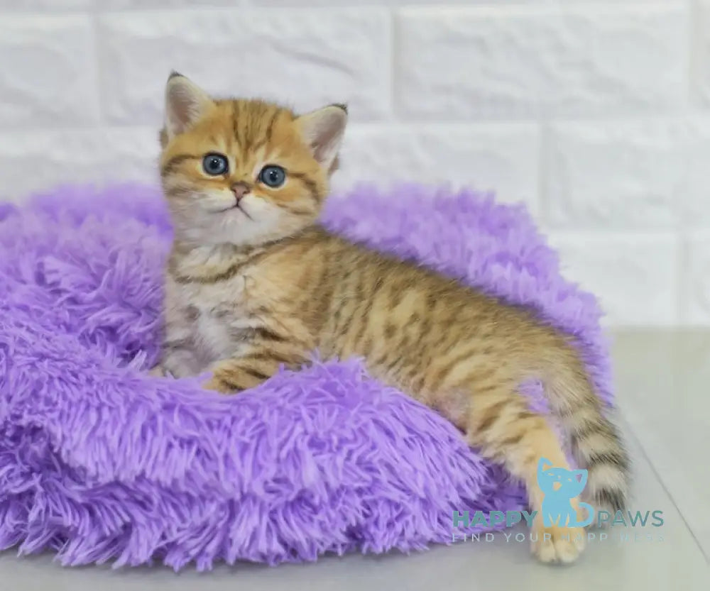 Baly British Shorthair male black golden spotted tabby live animals