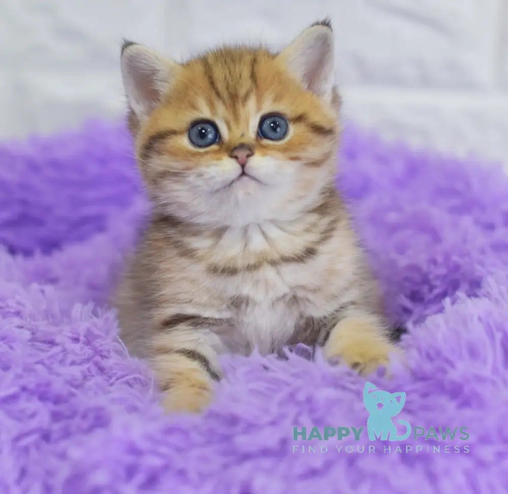 Baly British Shorthair male black golden spotted tabby live animals
