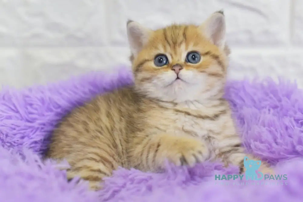 Baly British Shorthair male black golden spotted tabby live animals