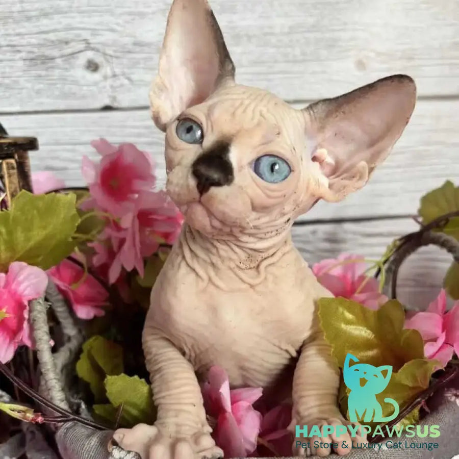 Baly Canadian Sphynx male black pointed bicolour - live animals