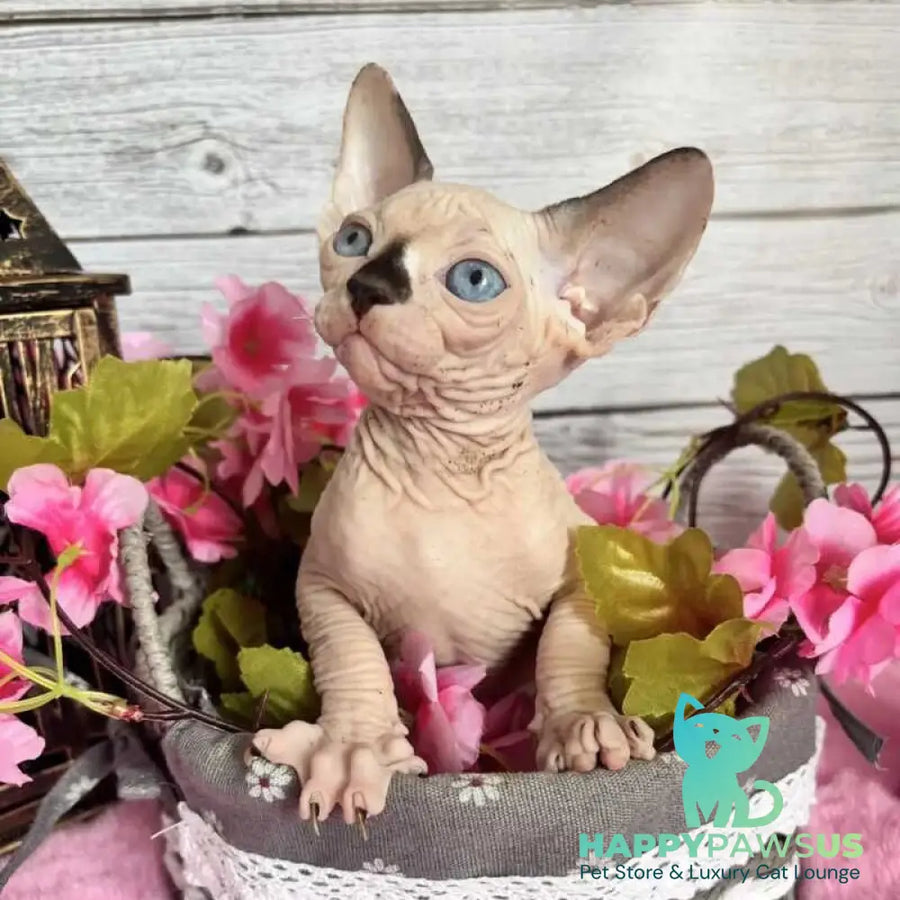 Baly Canadian Sphynx male black pointed bicolour - live animals