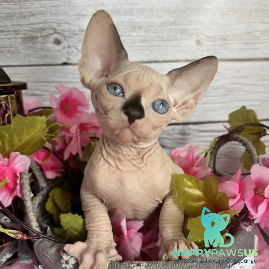 Baly Canadian Sphynx male black pointed bicolour - live animals