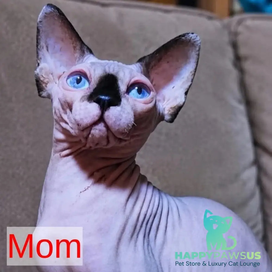 Baly Canadian Sphynx male black pointed bicolour - live animals