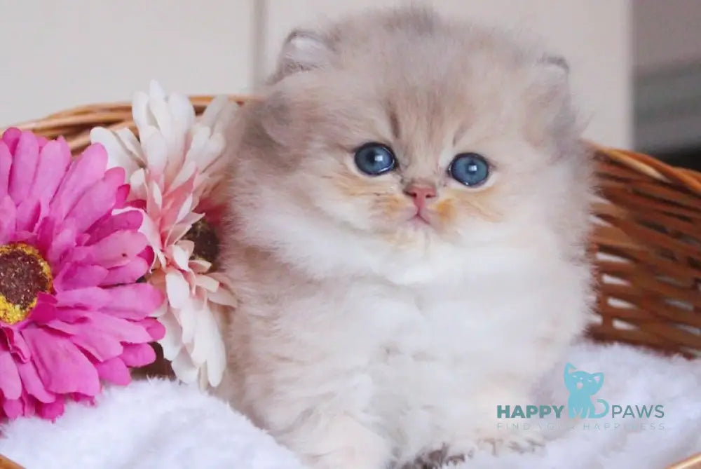 Bambi British Longhair male blue golden chinchilla live animals