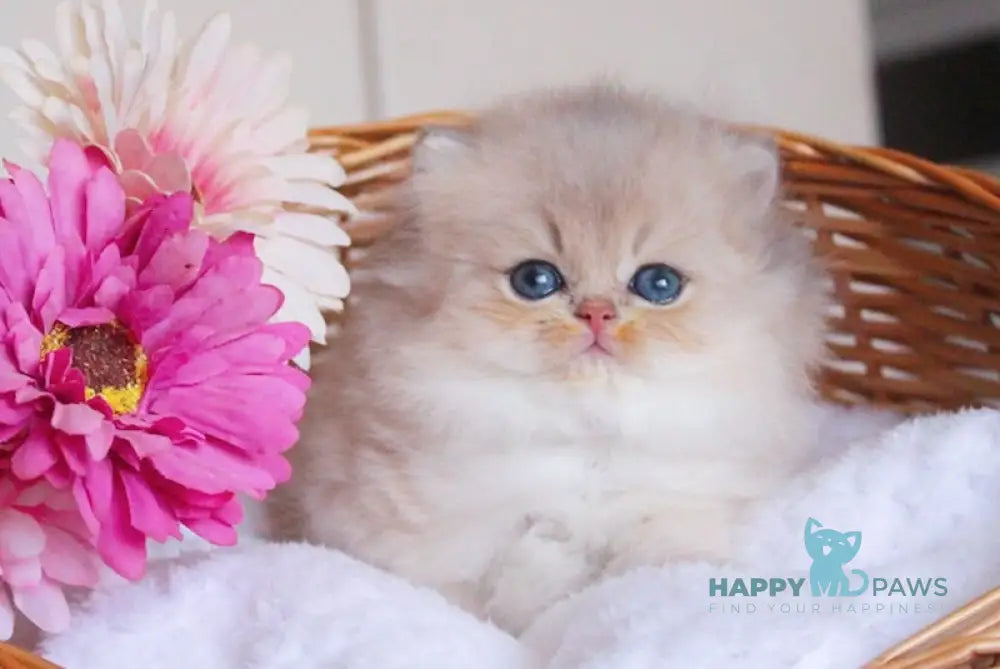 Bambi British Longhair male blue golden chinchilla live animals