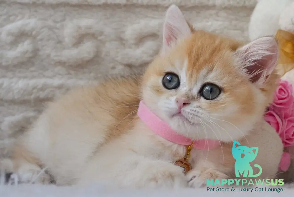 Bambi British Shorthair female black golden chinchilla - live animals