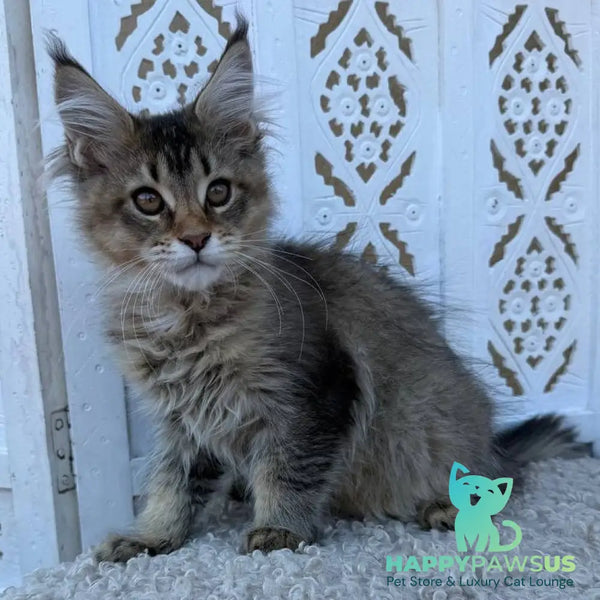 Bambi Maine Coon female black ticked tabby - live animals
