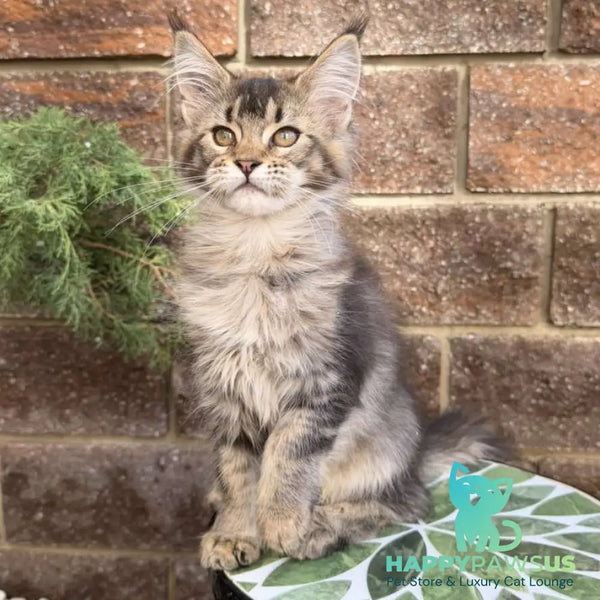 Bambi Maine Coon female black ticked tabby - live animals