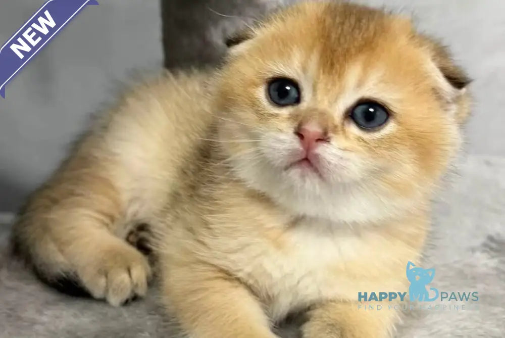 Bambi Scottish Fold male black golden shaded live animals