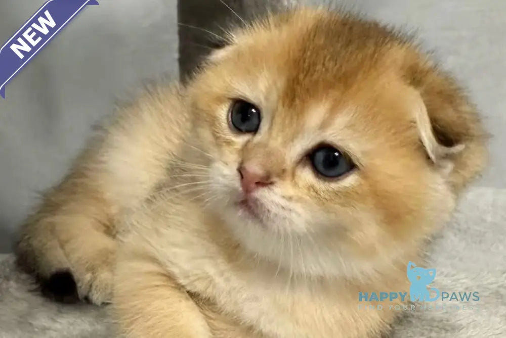Bambi Scottish Fold male black golden shaded live animals