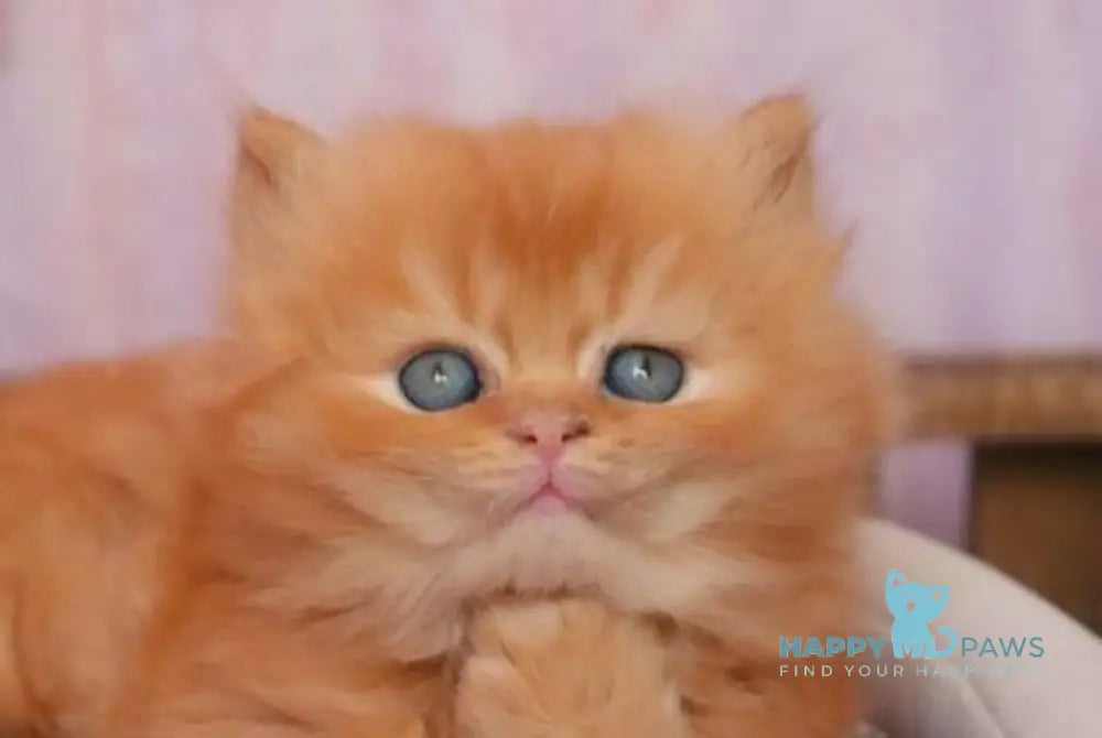 Bambino British Longhair male red live animals