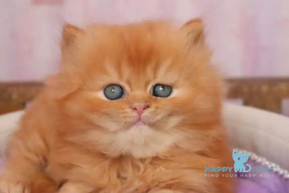 Bambino British Longhair male red live animals