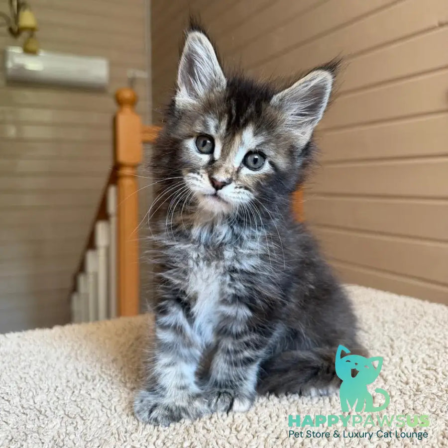 Bamboleilo Maine Coon polydactyl 6x6x6x7 female black tortie with white tabby - live animals