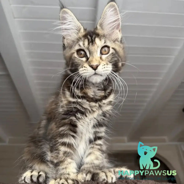 Bamboleilo Maine Coon polydactyl 6x6x6x7 female black tortie with white tabby - live animals
