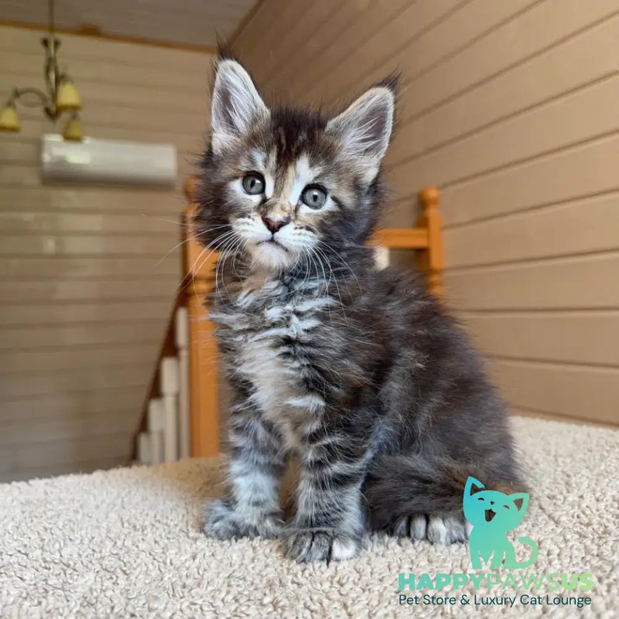 Bamboleilo Maine Coon polydactyl 6x6x6x7 female black tortie with white tabby - live animals