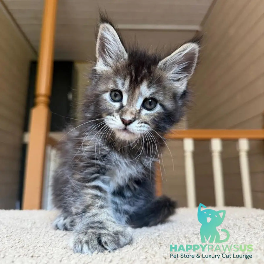 Bamboleilo Maine Coon polydactyl 6x6x6x7 female black tortie with white tabby - live animals