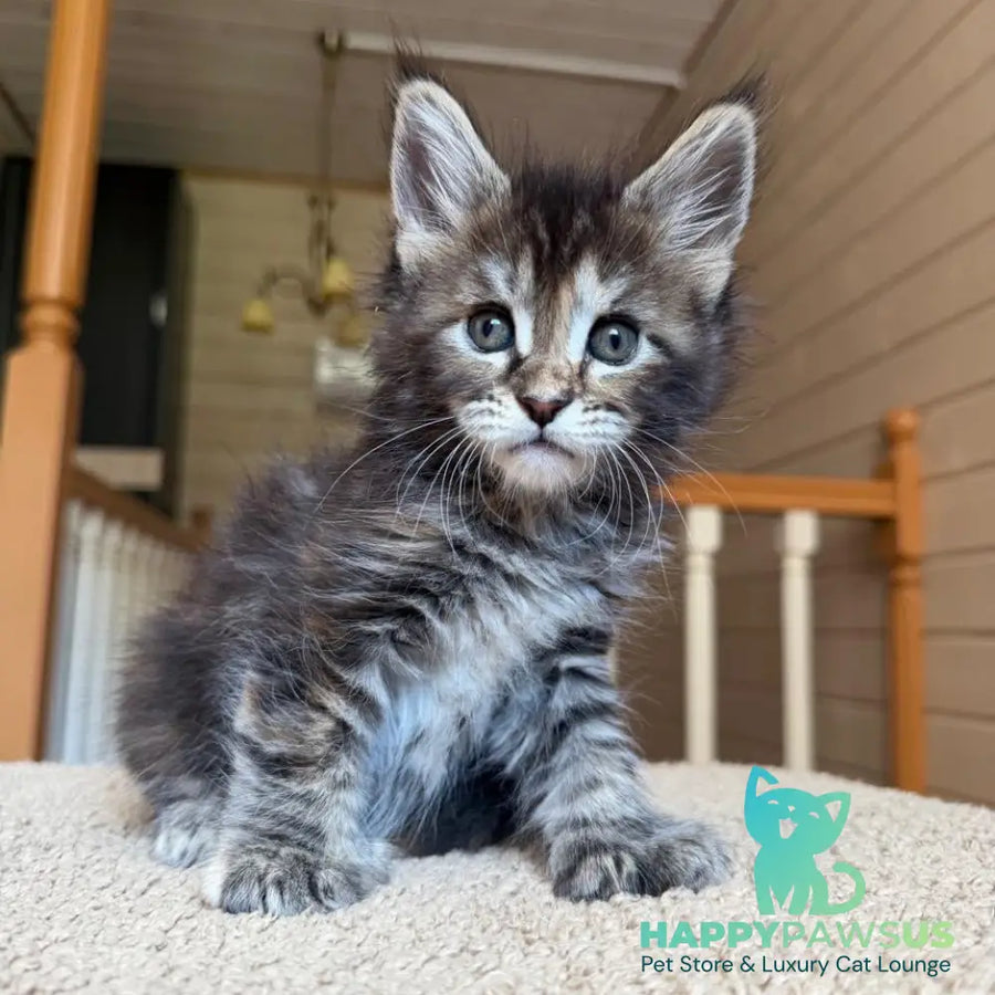 Bamboleilo Maine Coon polydactyl 6x6x6x7 female black tortie with white tabby - live animals
