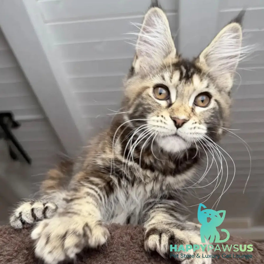 Bamboleilo Maine Coon polydactyl 6x6x6x7 female black tortie with white tabby - live animals