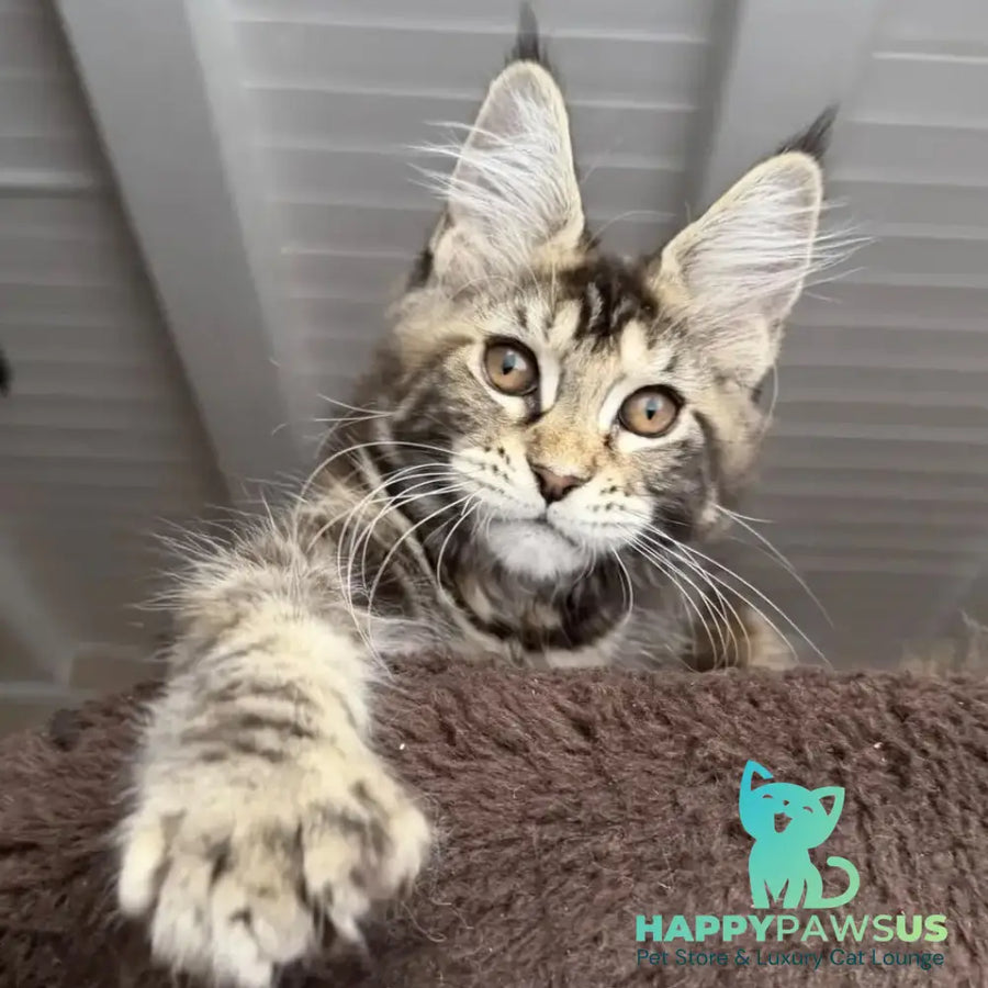Bamboleilo Maine Coon polydactyl 6x6x6x7 female black tortie with white tabby - live animals