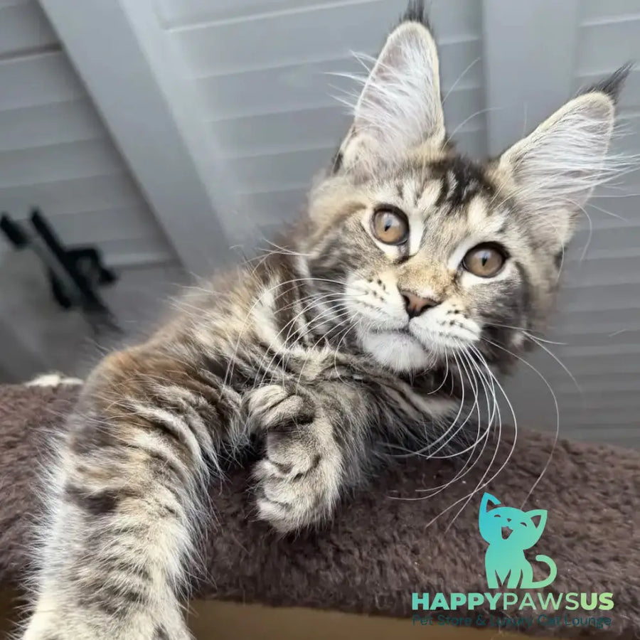 Bamboleilo Maine Coon polydactyl 6x6x6x7 female black tortie with white tabby - live animals