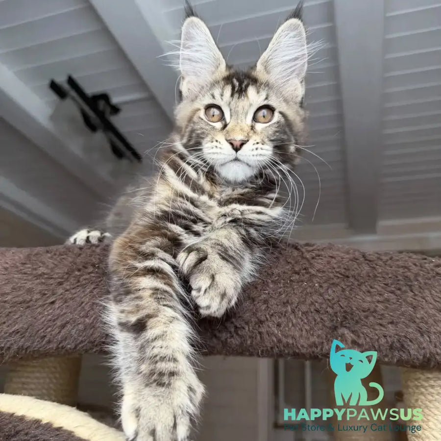 Bamboleilo Maine Coon polydactyl 6x6x6x7 female black tortie with white tabby - live animals
