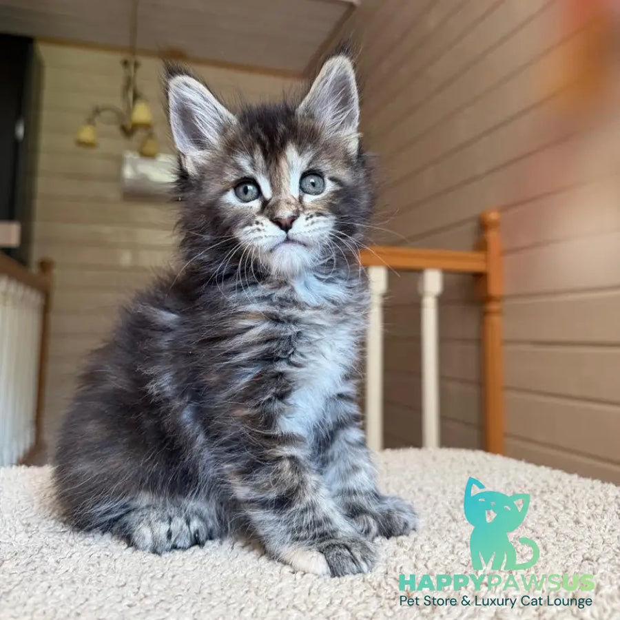 Bamboleilo Maine Coon polydactyl 6x6x6x7 female black tortie with white tabby - live animals