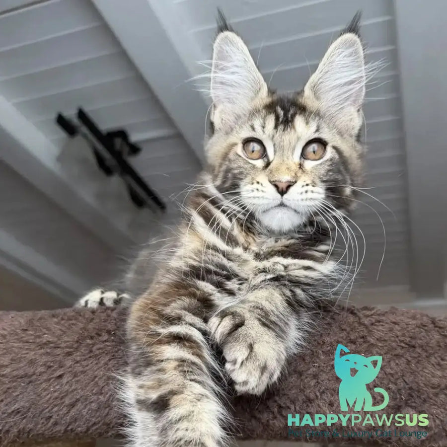 Bamboleilo Maine Coon polydactyl 6x6x6x7 female black tortie with white tabby - live animals
