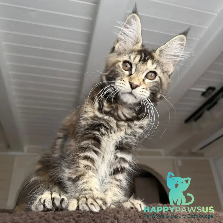 Bamboleilo Maine Coon polydactyl 6x6x6x7 female black tortie with white tabby - live animals