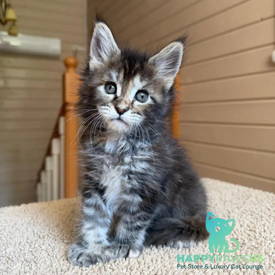 Bamboleilo Maine Coon polydactyl 6x6x6x7 female black tortie with white tabby - live animals