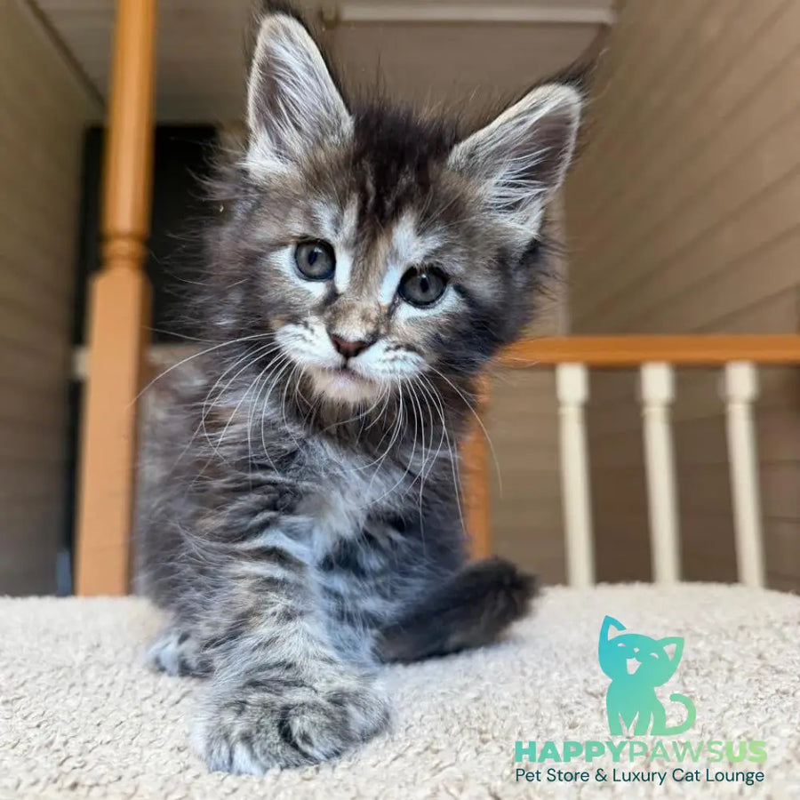 Bamboleilo Maine Coon polydactyl 6x6x6x7 female black tortie with white tabby - live animals