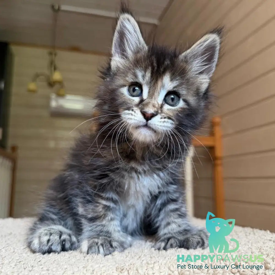 Bamboleilo Maine Coon polydactyl 6x6x6x7 female black tortie with white tabby - live animals
