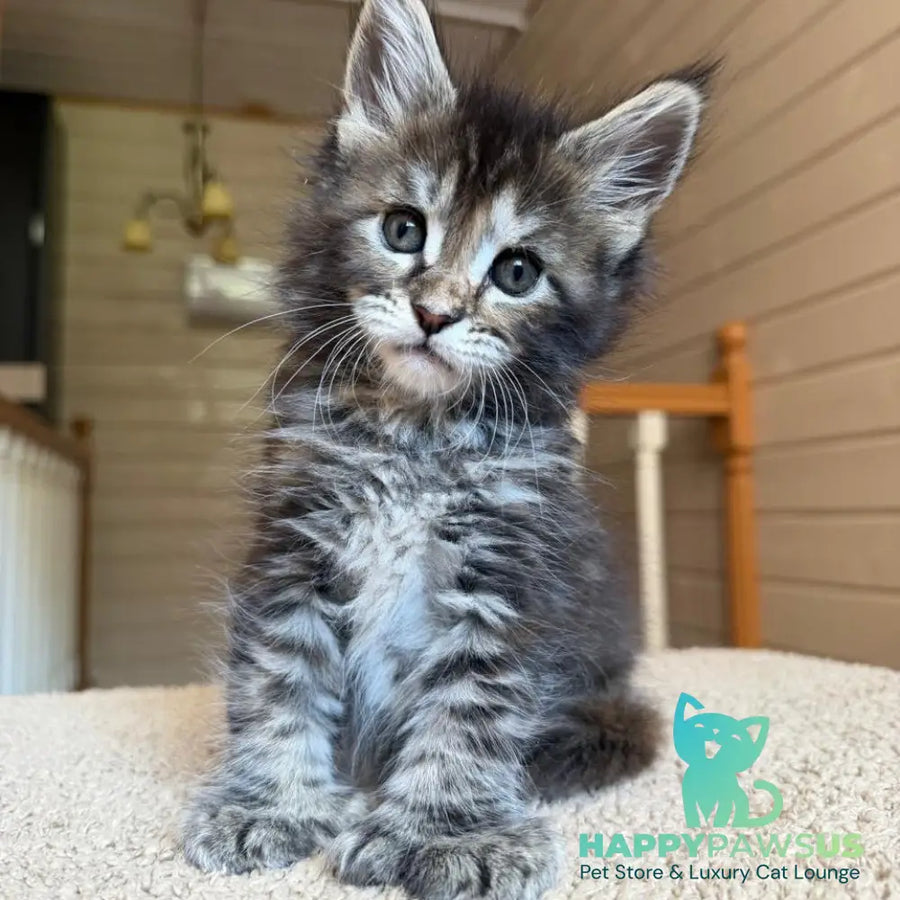 Bamboleilo Maine Coon polydactyl 6x6x6x7 female black tortie with white tabby - live animals