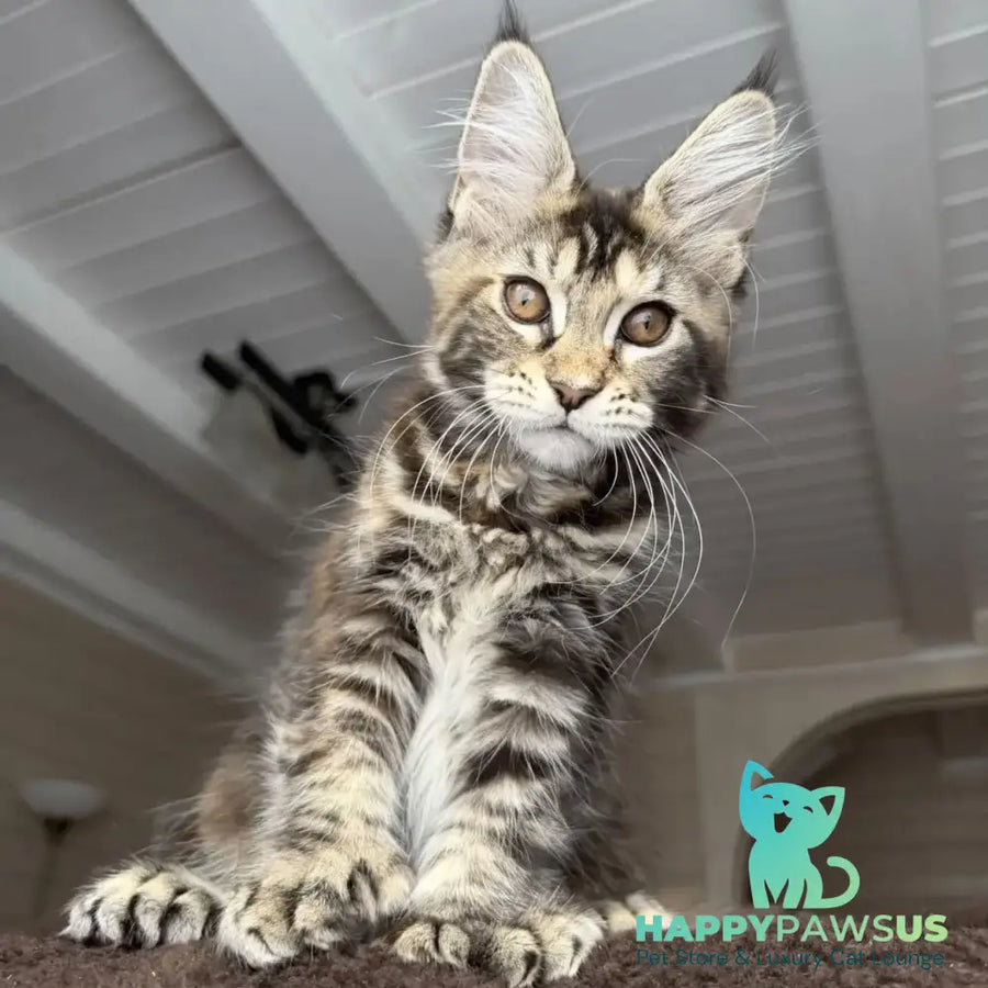 Bamboleilo Maine Coon polydactyl 6x6x6x7 female black tortie with white tabby - live animals