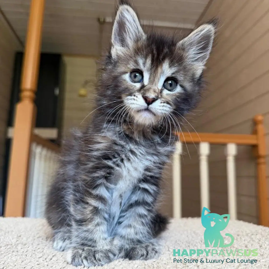 Bamboleilo Maine Coon polydactyl 6x6x6x7 female black tortie with white tabby - live animals