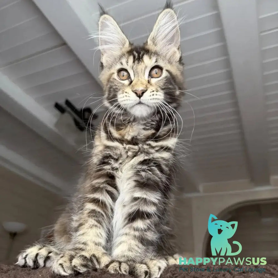 Bamboleilo Maine Coon polydactyl 6x6x6x7 female black tortie with white tabby - live animals