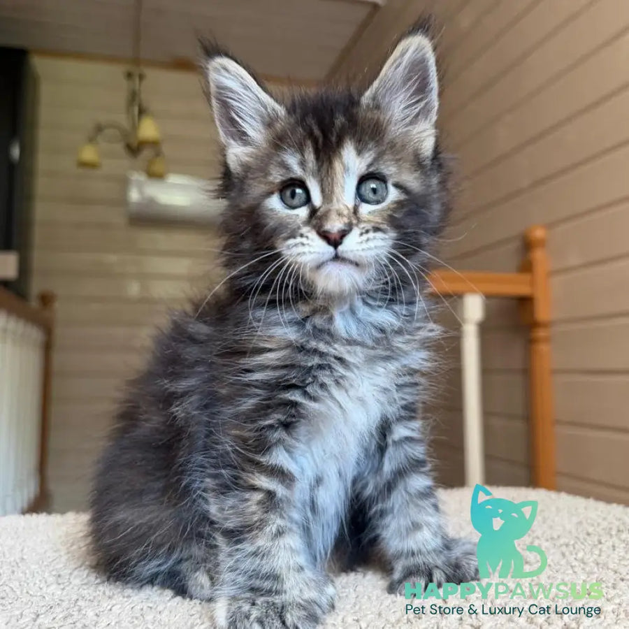 Bamboleilo Maine Coon polydactyl 6x6x6x7 female black tortie with white tabby - live animals