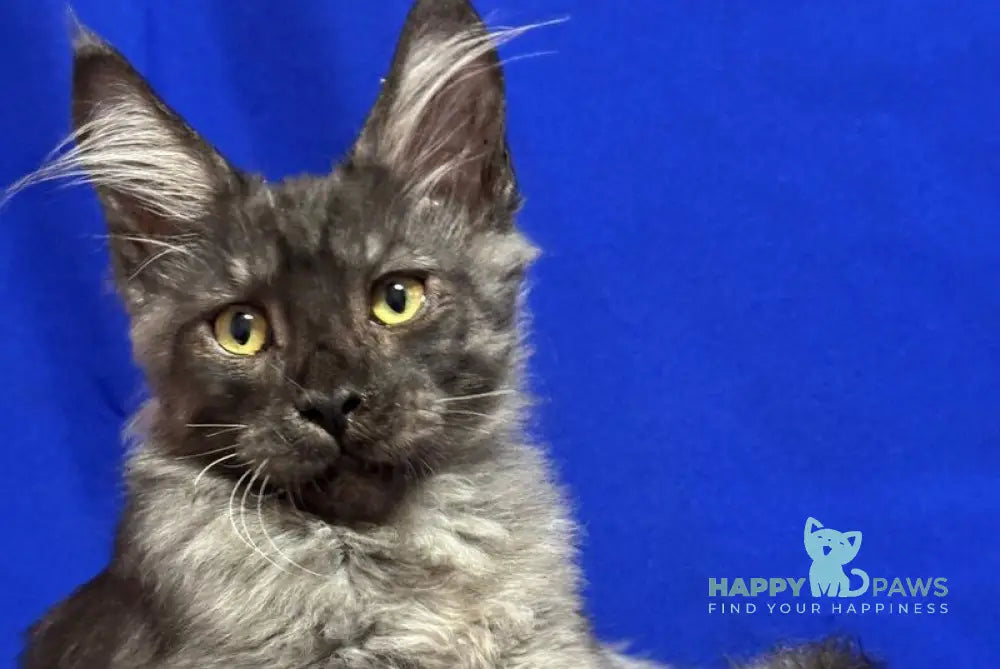 Banny Maine Coon male black silver live animals