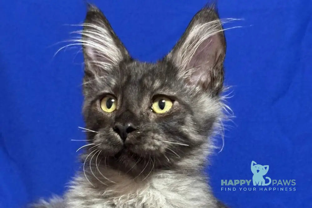 Banny Maine Coon male black silver live animals