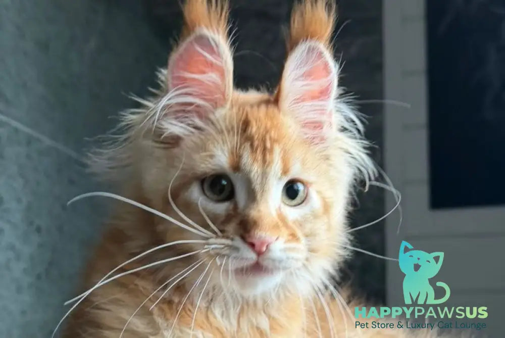 Banny Maine Coon male red tabby - live animals