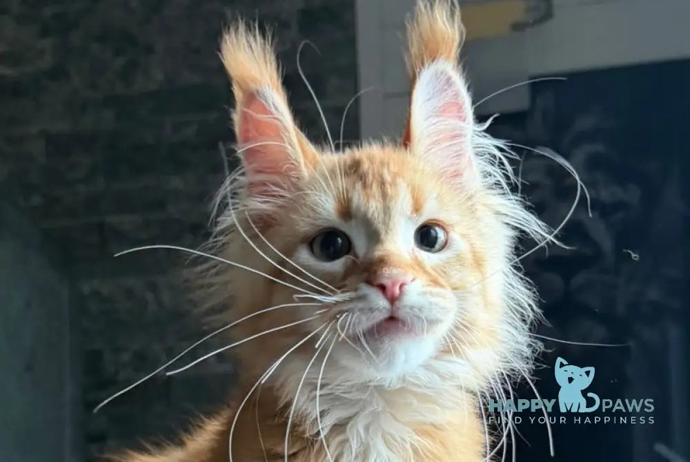 Banny Maine Coon male red tabby - live animals