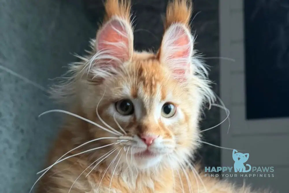 Banny Maine Coon male red tabby - live animals