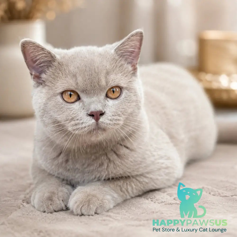 Banny Munchkin male blue bicolour - live animals