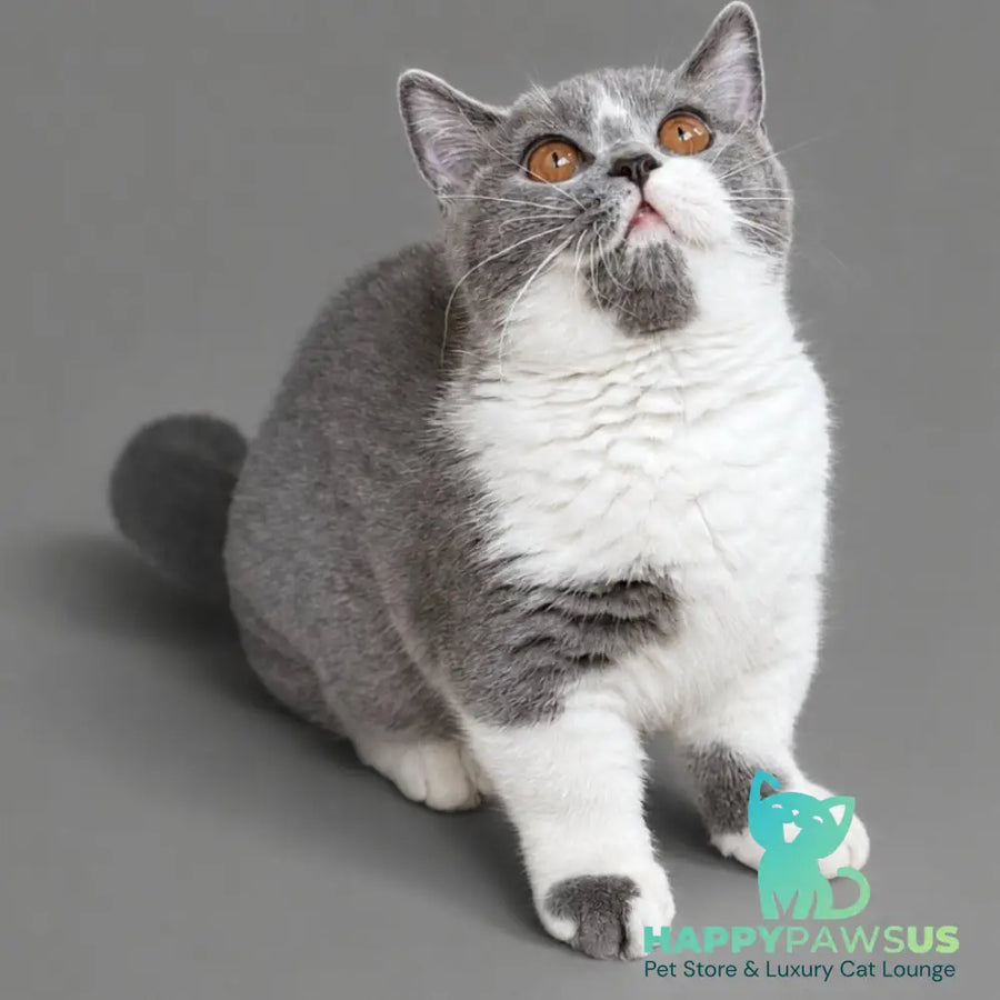 Banny Munchkin male blue bicolour - live animals