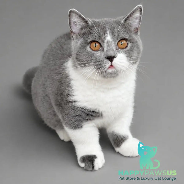 Banny Munchkin male blue bicolour - live animals